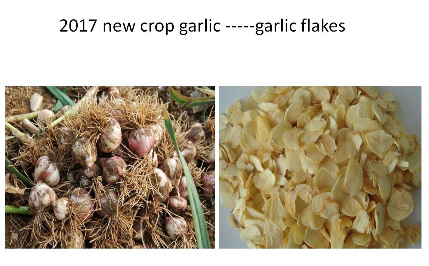 Wholesale Dehydrated garlic flakes with root, 2017 new crop (2.0-2.2mm),20KG/CTN from china suppliers