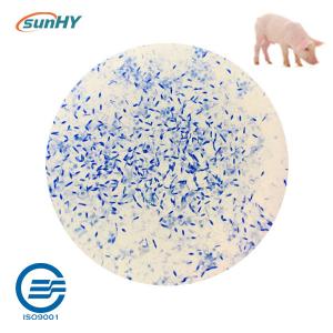 Wholesale Sunhy Promote Digestion Probiotics For Swine Feed Grade from china suppliers