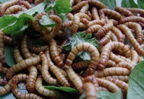 Wholesale Live  Mealworms for pets food from china suppliers