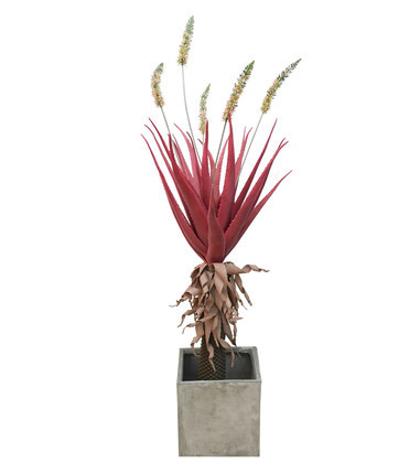 Wholesale Red Giant Succulent Artificial Tropical Tree Potted Plant Indoor Home Decoration from china suppliers