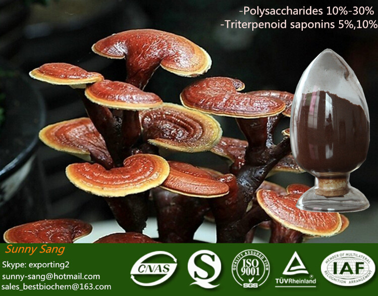 Wholesale Ganoderma Lucidum sporocarp Extract from china suppliers
