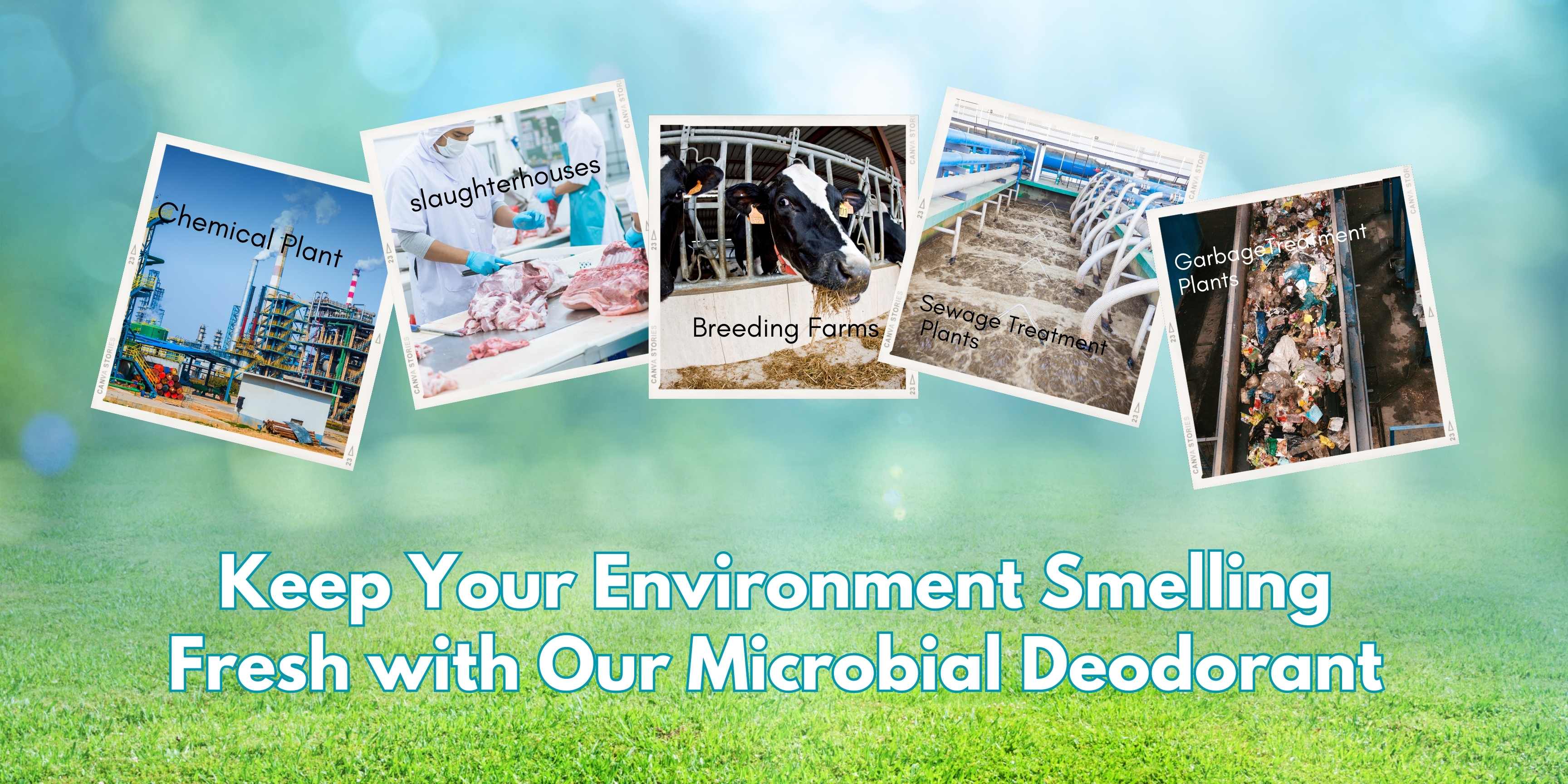 Natural Odor Eliminator Environmentally Safe Air Purifier Pure