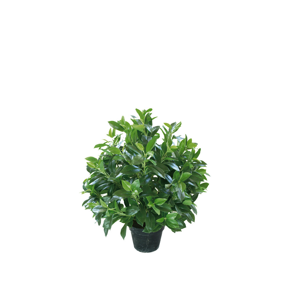 Wholesale Potted Plant Evergreen Artificial Fortune Tree 30-60cm Natural Leaves For Bedroom Decor from china suppliers