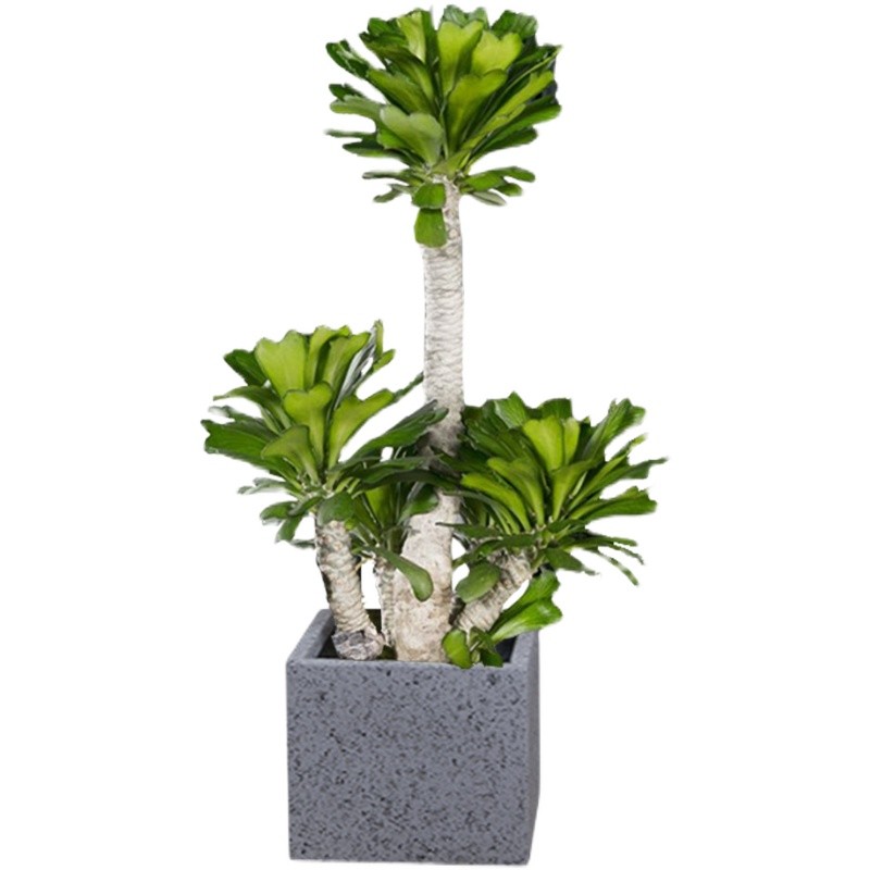 Wholesale Anti Aging Artificial Succulent Plant Home Interior Landscape Set Pieces Potted from china suppliers