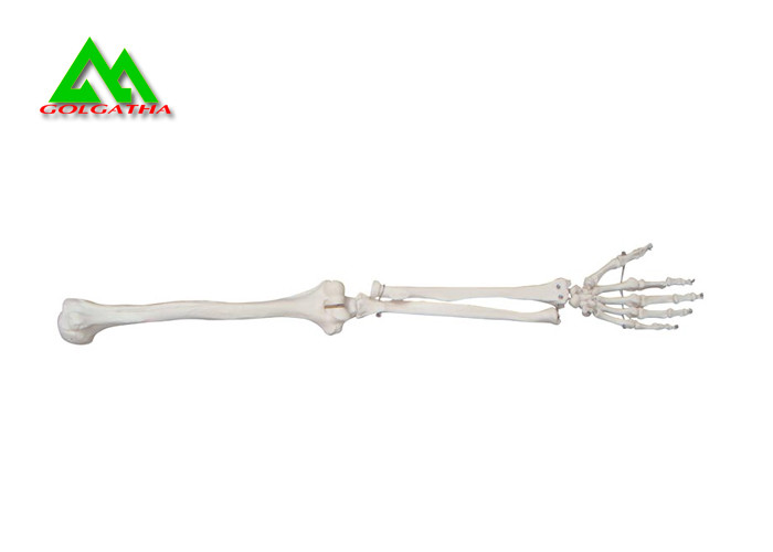 Wholesale Arm And Leg Bone Medical Teaching Models Water Resistant Lightweight from china suppliers