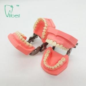 Wholesale Colorful Brushing Plastic Dental Teeth Model Removable from china suppliers