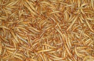 Wholesale Bird & Fish Food Mealworms from china suppliers