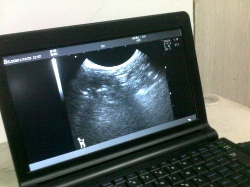 Wholesale Digital Portable Veterinary Ultrasound Scanner Diagnostic System from china suppliers