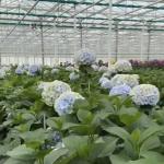 US Currency Glass Greenhouse for Growing Plants 100.000kg Package Gross Weight