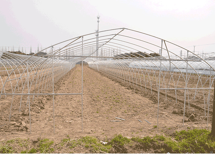 Beautiful Polyethylene Film Greenhouse Good Pressure Resistance For Lettuce Planting