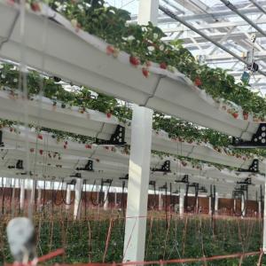 Wholesale Durable Steel Structure Glass Greenhouse for Hydroponic Flower Growing JX-A00264 from china suppliers