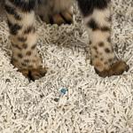 Long-Lasting Freshness Dust Free High Absorption Mixed Cat Litter Multi