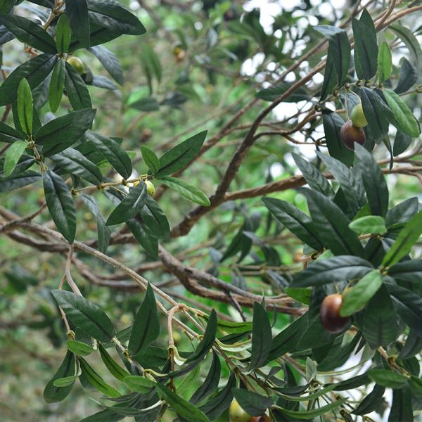 Factory Priced Large Artificial Olive Tree Huge Ornamental Fiberglass Tree for Indoor Restaurants and Shopping Malls Decor