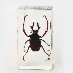 Insect Amber Resin Craft Table Decoration Paperweight
