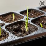 Black PS Garden Tree Planting Seedling Tray, 50-Cell Degradable Germination Tray