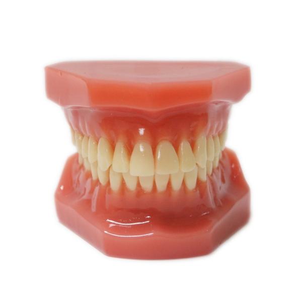 1:1 Adult Teeth Models For Training Dental Student Practice Standard Orthodontic