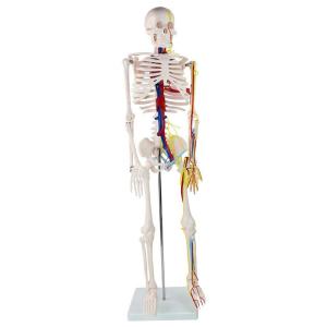 Wholesale Medical Students 85cm Human Skeleton Model With Heart And Blood Vessels from china suppliers