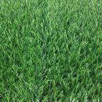 Eco Friendly Trugrass Pets Turf Animal Mat Safe For Dogs CE SGS Standard