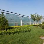 Hot Sale Hydroponic Multi-Span film Greenhouse For Rose/Strawberry/Tomato