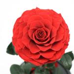 Fashion Dried Long Stem Rose Flower In Glass With Beautiful Appearance