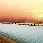 Package Gross Weight 2000.000kg Lightweight Sunlight Greenhouse for Growing