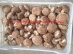 Dried Shiitake Mushroom Spawn