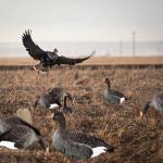OEM Plastic Lifelike PP Silhouette Specklebelly Goose Decoys Anti Reflective for