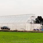 200 micron UV Protection PE Film Single Tunnel Greenhouse For Tomato and