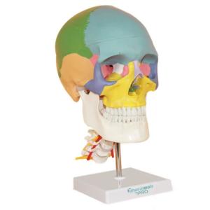 Wholesale Parietal Mandible Anatomical Skeleton Model Human Skull Model Medical Demonstration from china suppliers