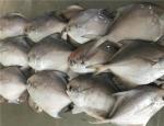 HACCP Certificated 300g 400g Fresh Frozen White Pomfret