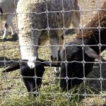 1.8m Height Goat Farm Wire Mesh Fence Hot Dipped Galvanized Anti Corrosion