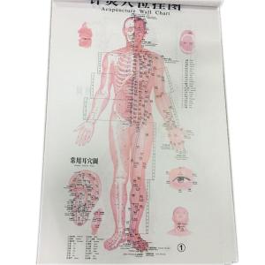 Wholesale English Acupuncture Wall Chart 7PCS Per Set Human Acupuncture Chart from china suppliers