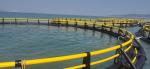 Lake / Sea Aquaculture Fish Cage Floating with Diameter 10m - 60m