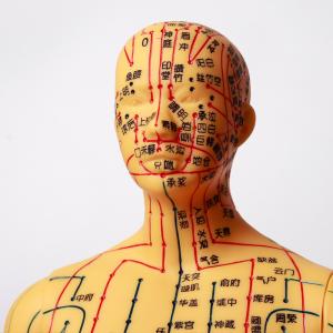 Wholesale Flexible Chinese Medicine Acupuncture Model For Medical Teaching from china suppliers