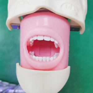 Wholesale Professional Dental Students Simulator Training Model Medical Science Dental Phantom Head Model from china suppliers