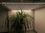 High PPFD 3.1umol/J 1000Watt UV Grow Light