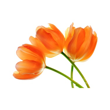 SEAWEED MICROMIX CABORON LIQUID DOWCROP HIGH QUALITY HOT SALE DARK BROWN COMPLETELY WATER SOLUBLE ORGANIC FERTILIZER