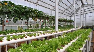 Wholesale Greenhouse Netting Anti Fly Insect Net For Vegetable Gardens from china suppliers