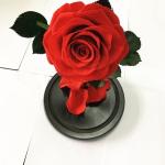 Preserved Everlasting Real Rose Flower in Glass Dome Preserved Flowers Christmas