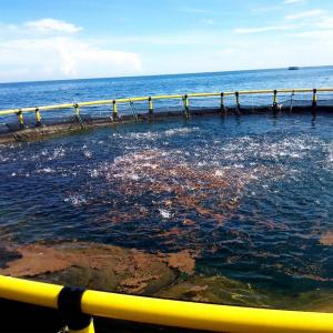 Wholesale Deep Water Floating HDPE Fish Cage Floating Pipe 200mm for Fish Farming from china suppliers