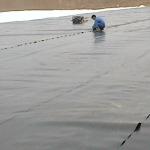 HDPE Fish Shrimp Farm Pond Liner Geomembrane 0.5mm Thickness ASTM GM13 for