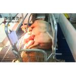 Hot Dip Galvanised/Paint Spraying Steel Prefab Piggery House Design for Poultry