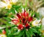 Rhodiola Rosea P.E., Salidrosides 3%, CAS NO.:10338-51-9, Anti-aging, anti
