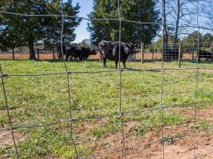 Wholesale 1.5m Height Wire Cattle Fencing Galvanized Heavy Duty from china suppliers