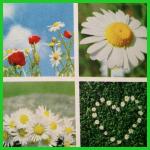 Printed patched work designs table cloths made of 100% polyester fabrics of