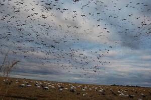 Wholesale 4 Northwind Hovering Windsock Snow Goose Decoys from china suppliers