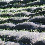 Environmental Projects Nonwoven Geotextile Geobag With Seeds