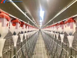 Wholesale Piggery Equipment Pig Farming Crate System For Pig Shed Farm from china suppliers