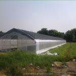150/200micro Film Covered Tunnel Greenhouse For Hydroponic Tomato Growing