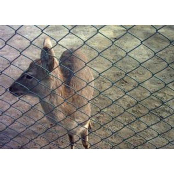 Diamond Sportsfield Pvc Coated Wire Mesh Stainless Steel Welded 5m Fence